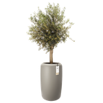 amber beads large 40cm balanced beige